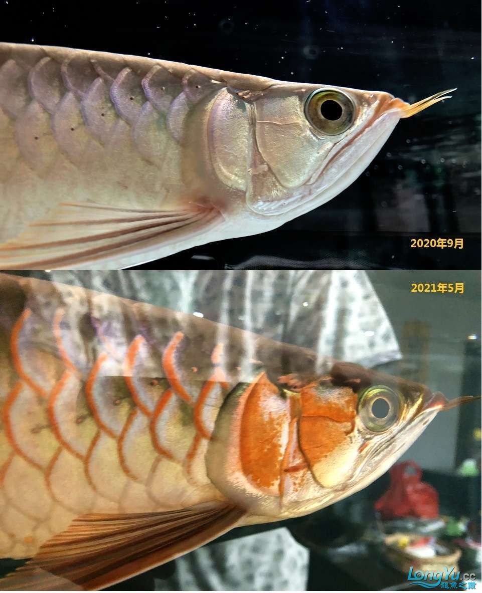 魚缸定做協(xié)議書怎么寫 水族問答 第2張