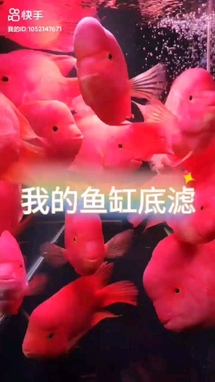 我的魚缸底濾系統(tǒng) 觀賞魚論壇 第1張