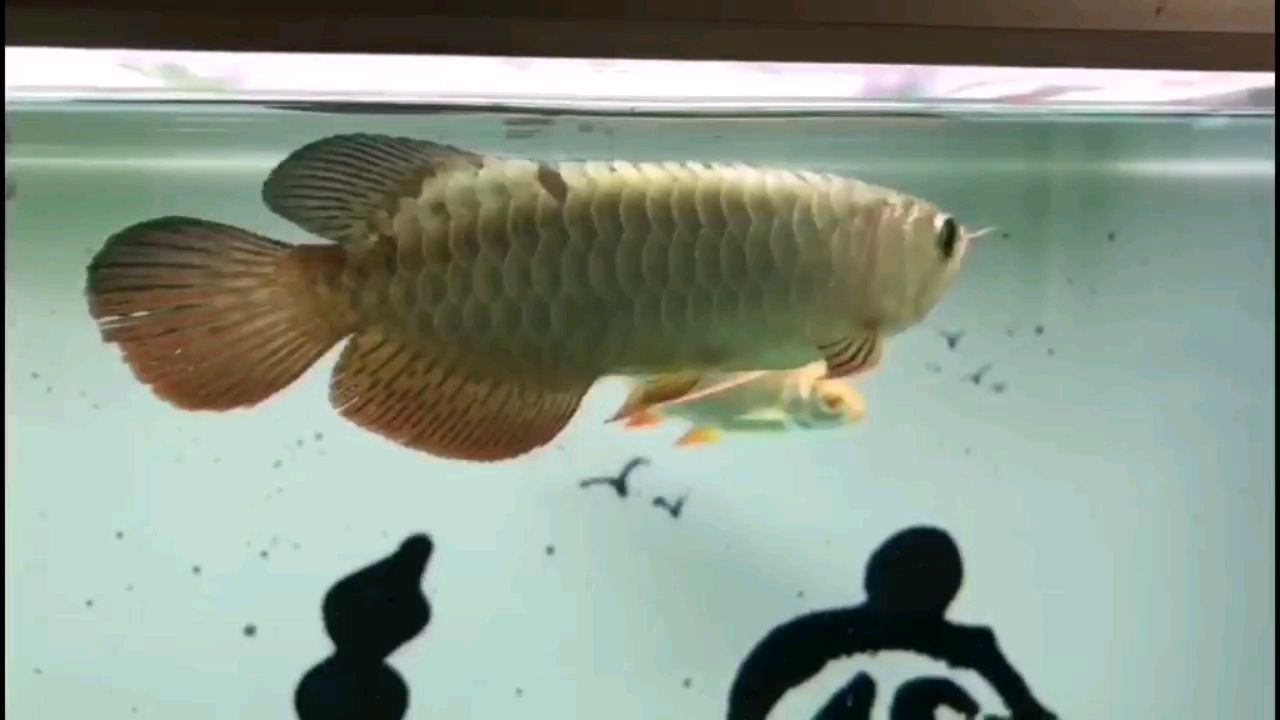 沈陽二手魚缸轉(zhuǎn)讓電話號(hào)碼（沈陽二手魚缸轉(zhuǎn)讓電話號(hào)碼多少） 其他寵物