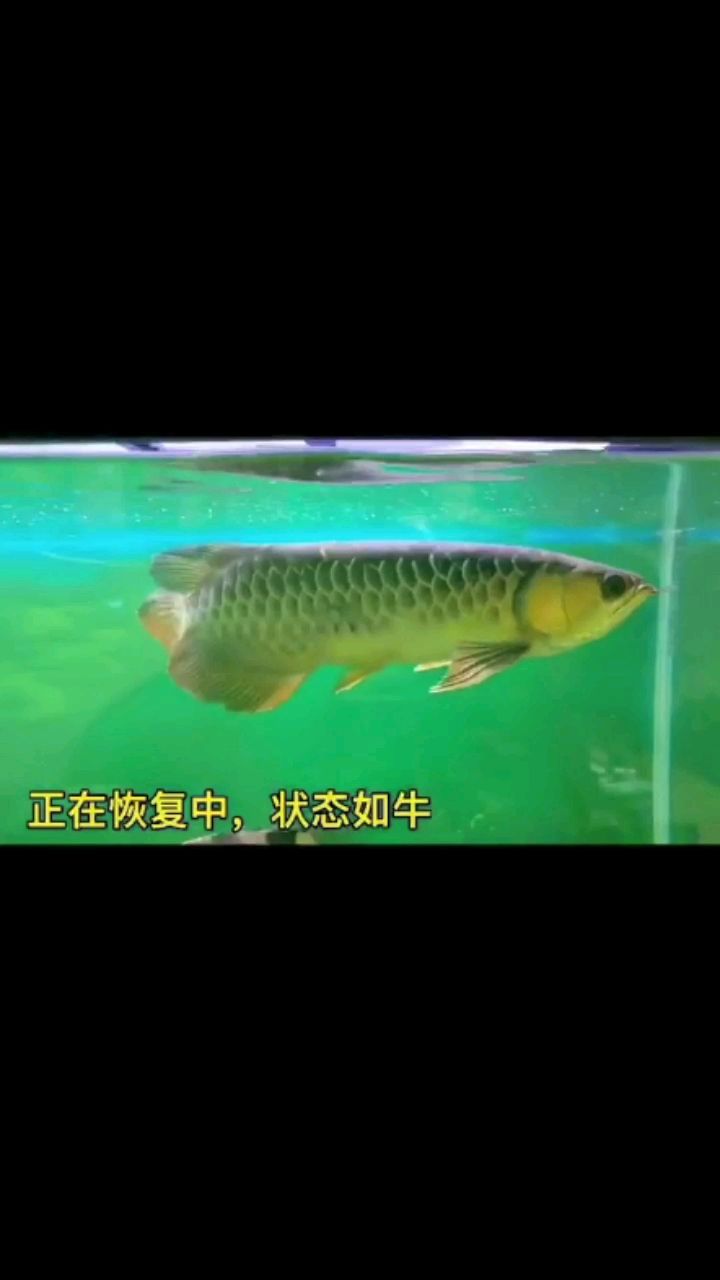 客廳魚缸制作視頻