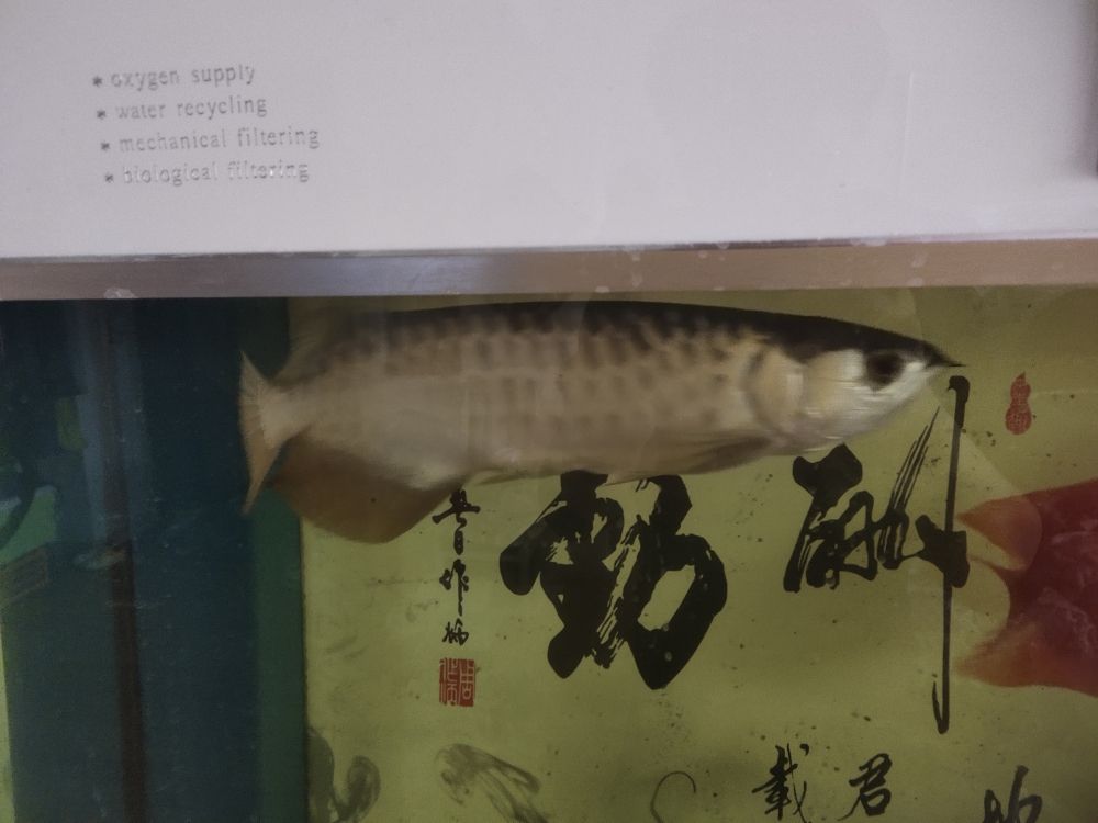 推薦幾家靠譜的魚(yú)商 觀賞魚(yú)論壇