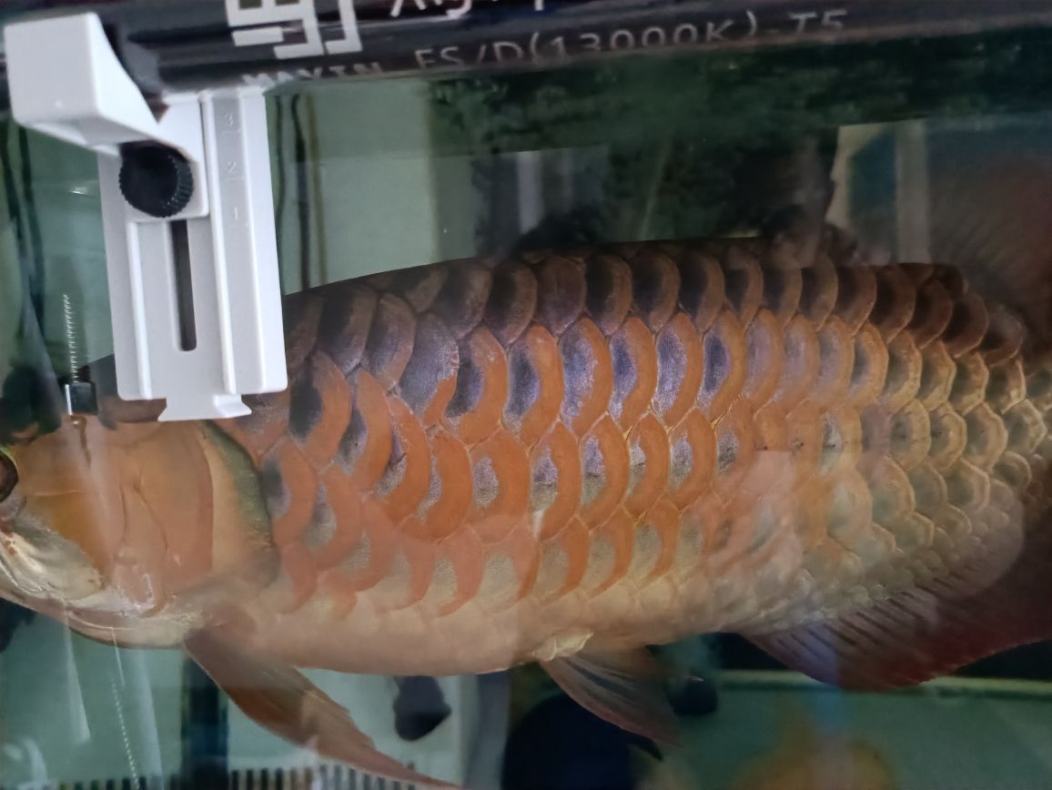 貴陽(yáng)哪里有做魚(yú)缸的廠招工啊最近 水族問(wèn)答 第6張