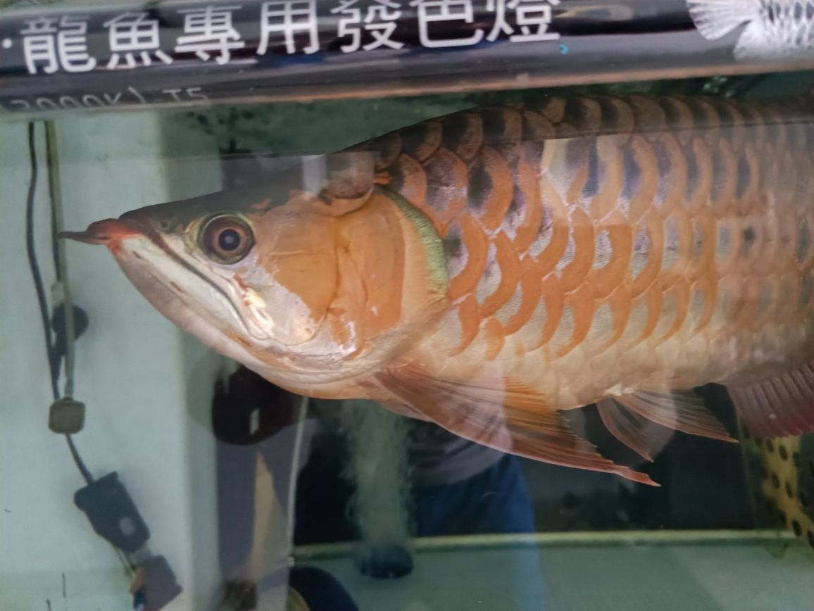 貴陽(yáng)哪里有做魚(yú)缸的廠招工啊最近 水族問(wèn)答 第5張