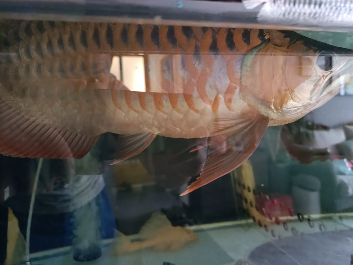 貴陽(yáng)哪里有做魚(yú)缸的廠招工啊最近 水族問(wèn)答 第7張