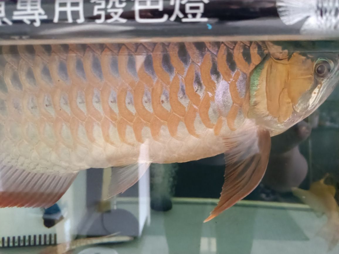 貴陽(yáng)哪里有做魚(yú)缸的廠招工啊最近 水族問(wèn)答 第8張