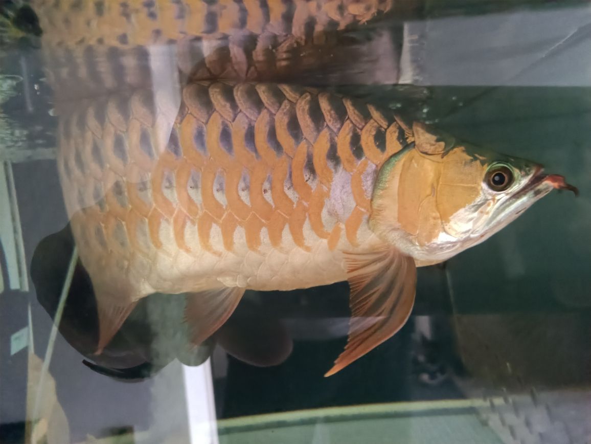 貴陽(yáng)哪里有做魚(yú)缸的廠招工啊最近 水族問(wèn)答 第9張