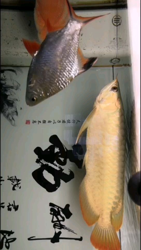 十一個(gè)月 觀(guān)賞魚(yú)論壇