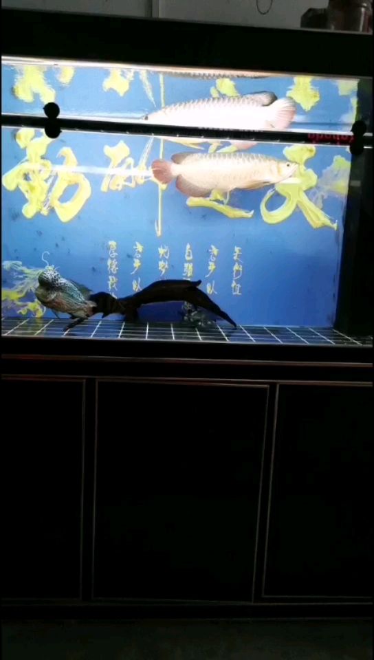 閑來看看魚