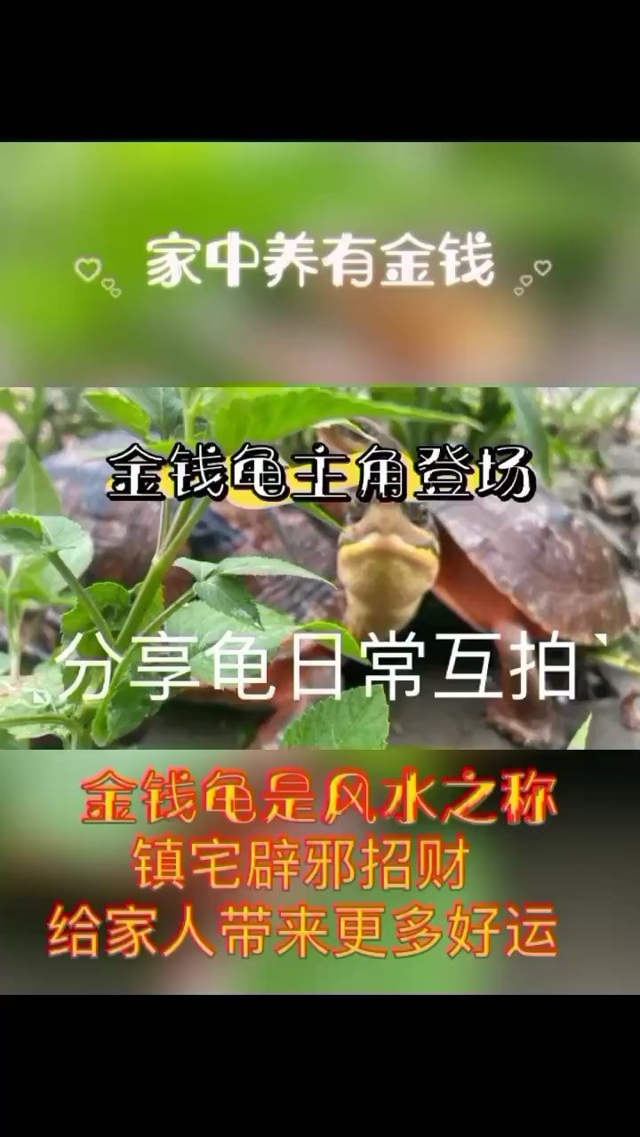 金錢龜分享日常 觀賞魚論壇