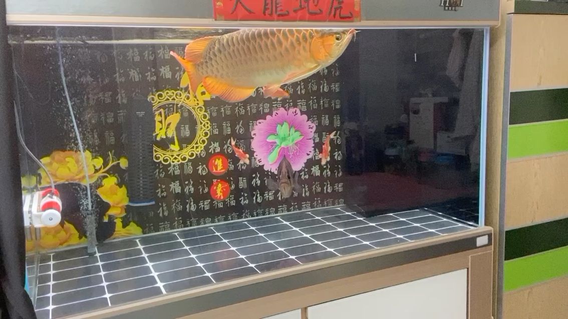 每天早上不可缺少的工作：喂魚和賞魚 觀賞魚論壇 第1張