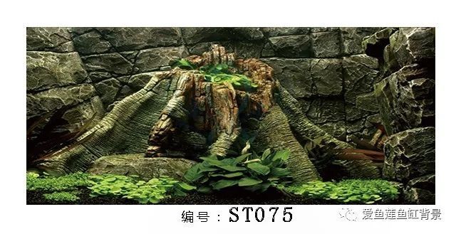 巖石系列魚缸背景圖 觀賞魚論壇 第9張