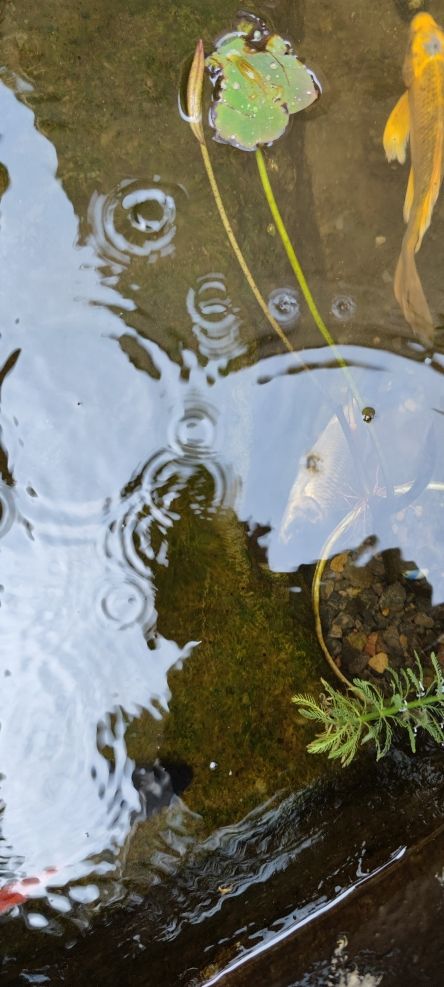 新手求救，最近多條錦鯉陸續(xù)出現(xiàn)躺睡 觀賞魚(yú)論壇 第2張