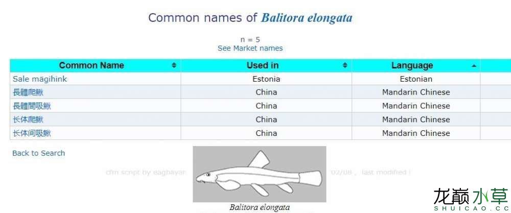 云南特產(chǎn)“長(zhǎng)體爬鰍” 觀賞魚論壇