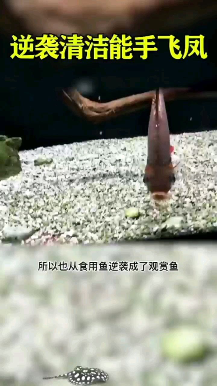 逆襲的清潔能手-飛鳳魚 觀賞魚論壇