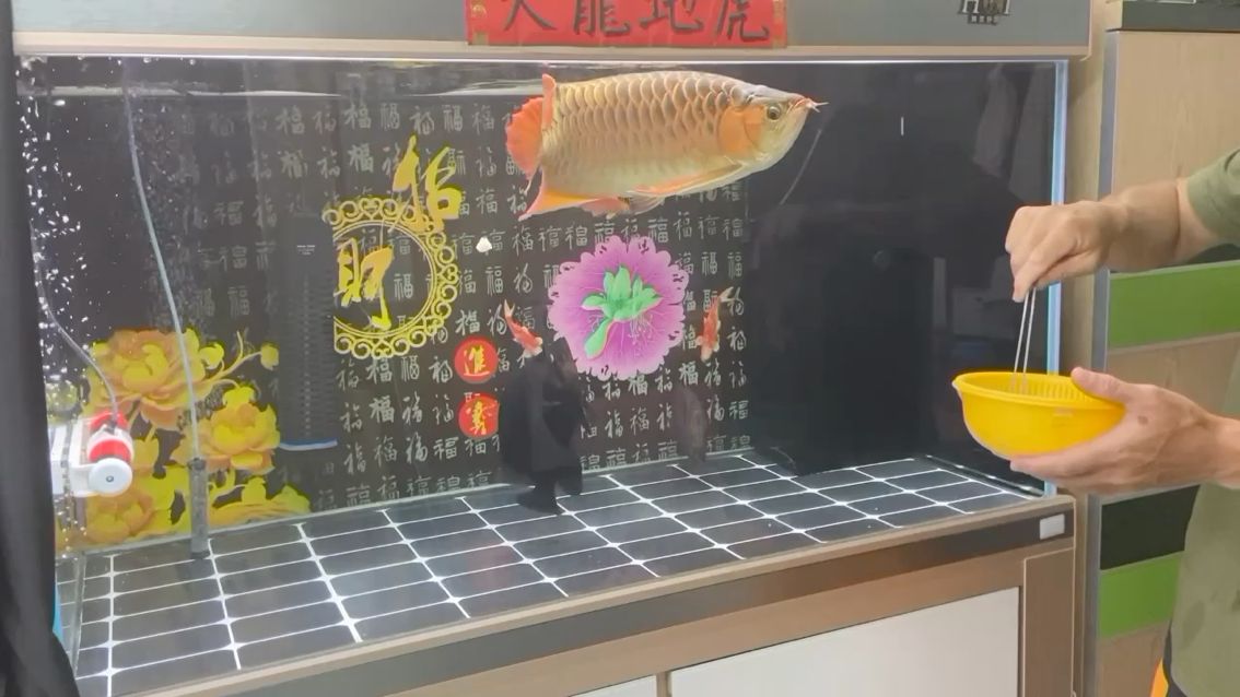 饑不擇食，食物渣碎也不放過 觀賞魚論壇 第1張