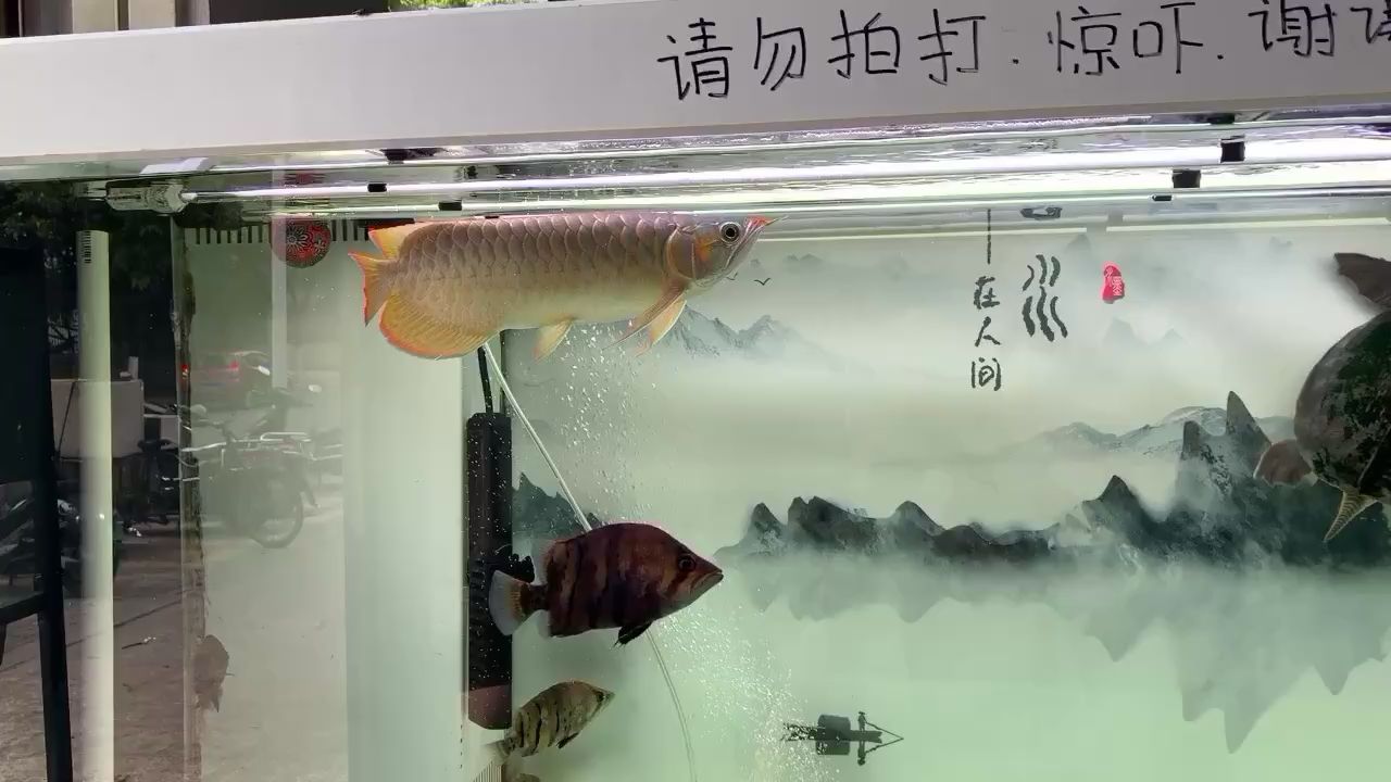 呼和浩特清洗魚缸電話號碼