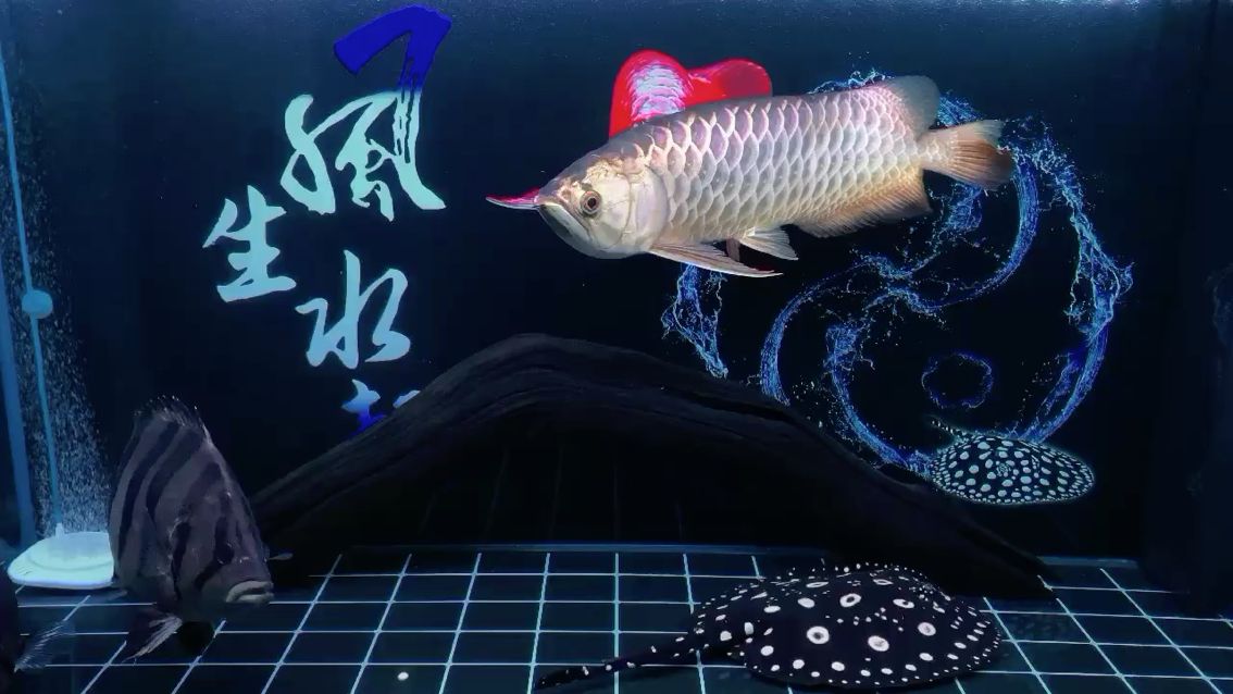 養(yǎng)一缸好水，看一手好魚。 觀賞魚論壇