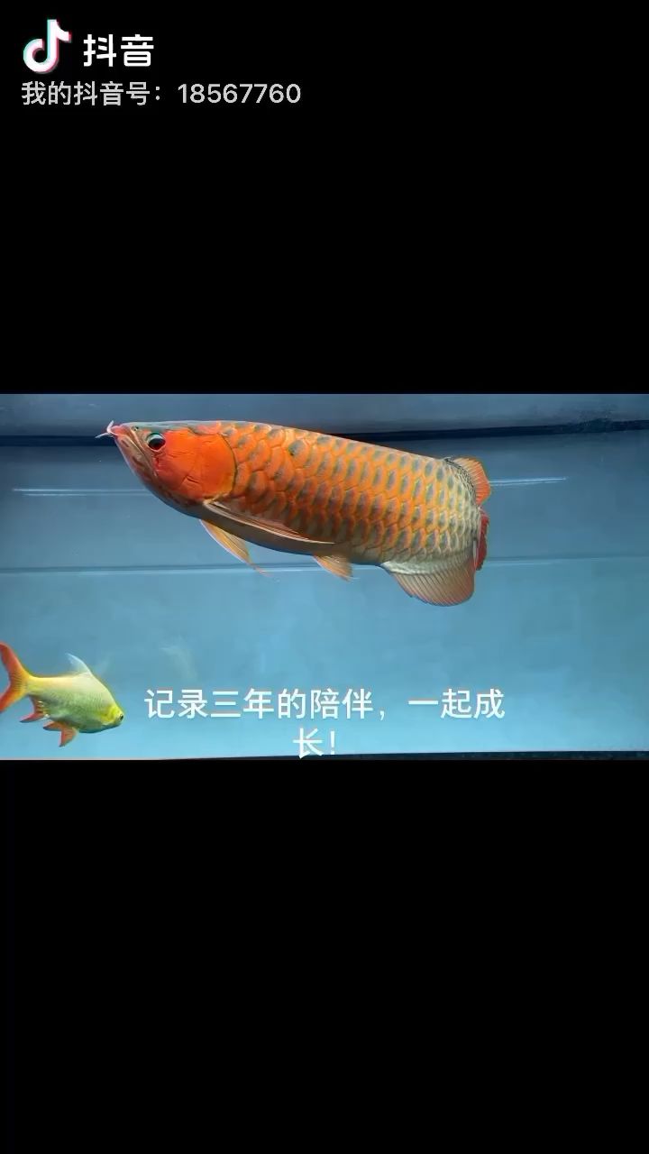 三年記錄 觀賞魚論壇 第1張