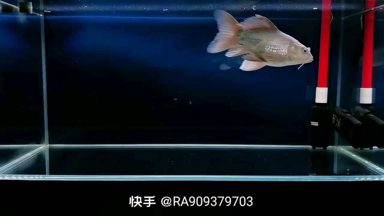 蝴蝶鯉大白金---【平淡無奇】 觀賞魚論壇