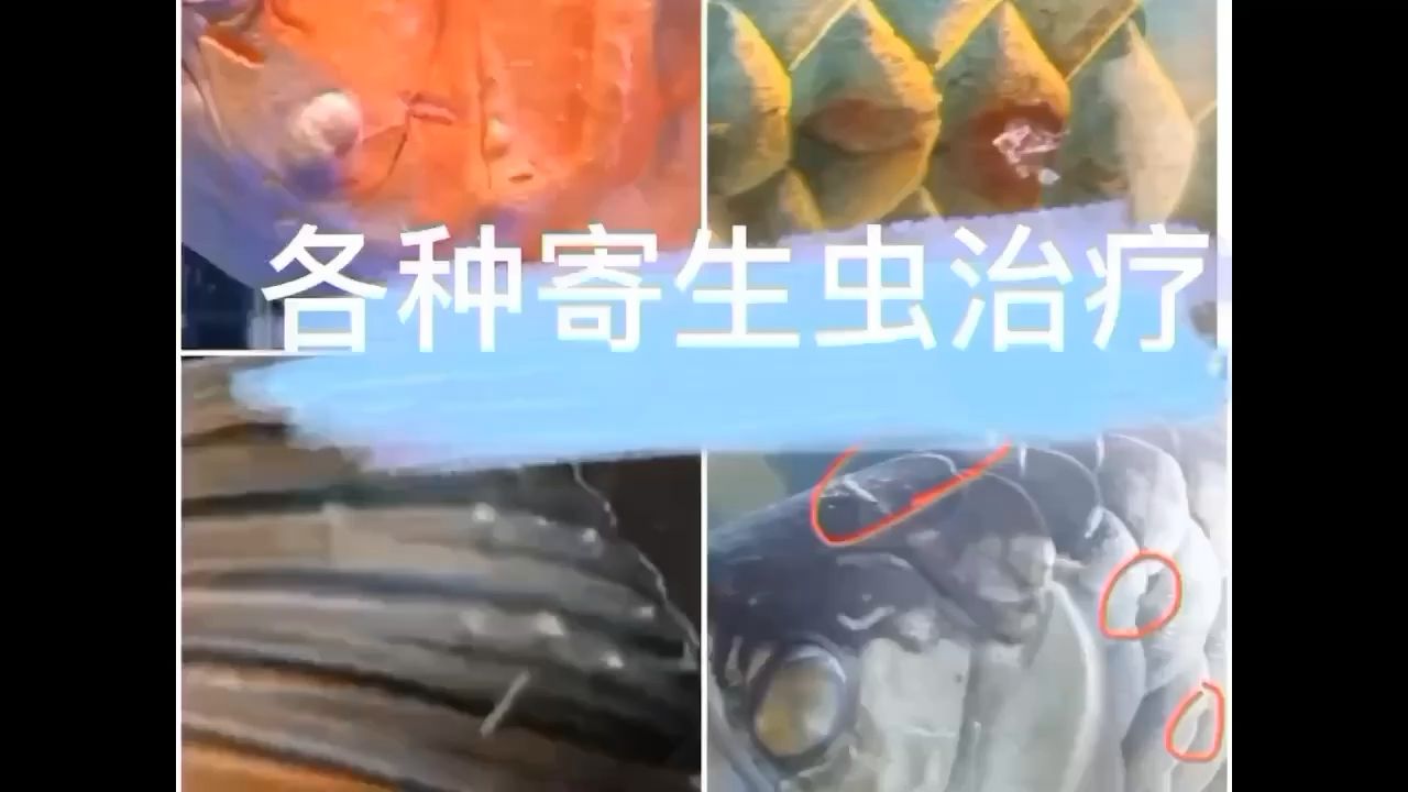 多種寄生蟲 觀賞魚論壇