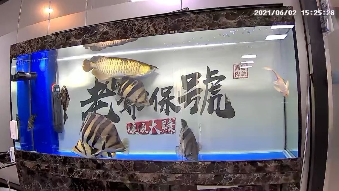 出最黃那條大虎 觀賞魚論壇