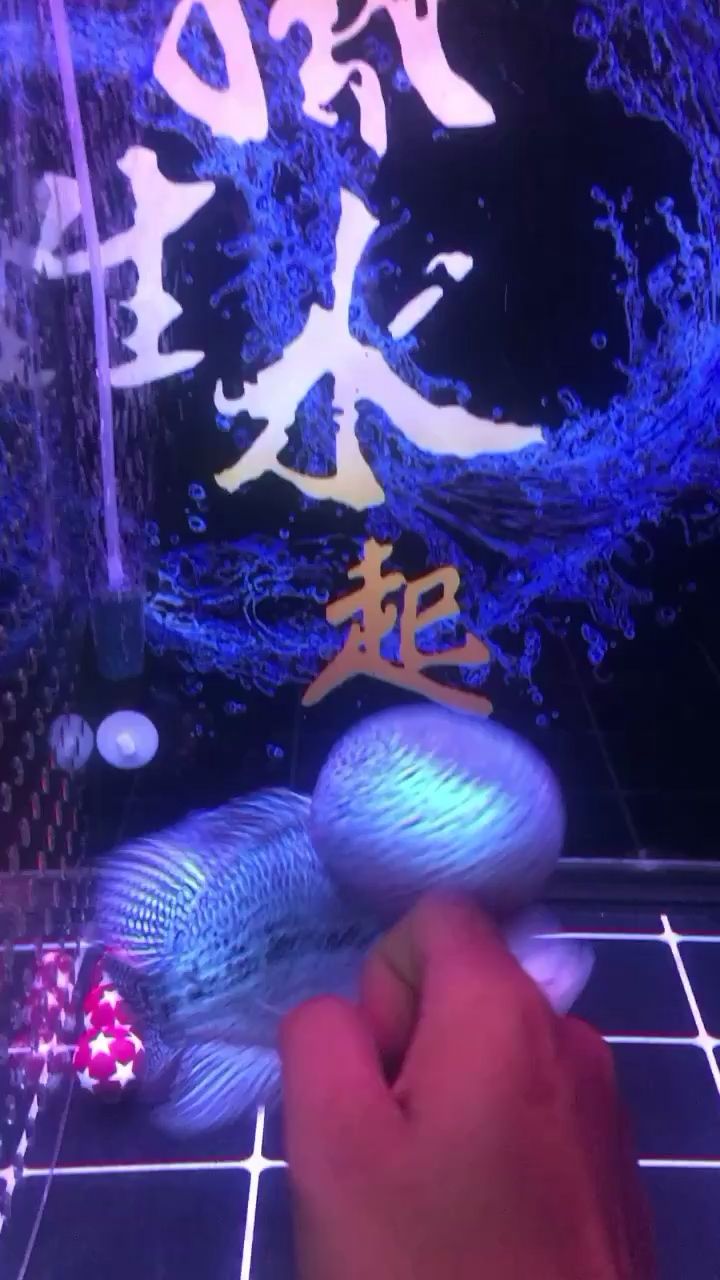 177天 觀賞魚論壇