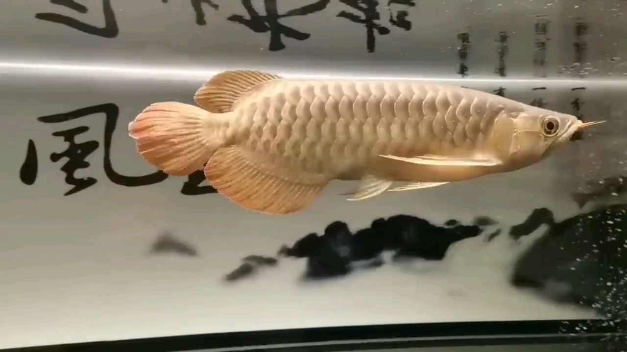 2021.6.3 觀賞魚論壇