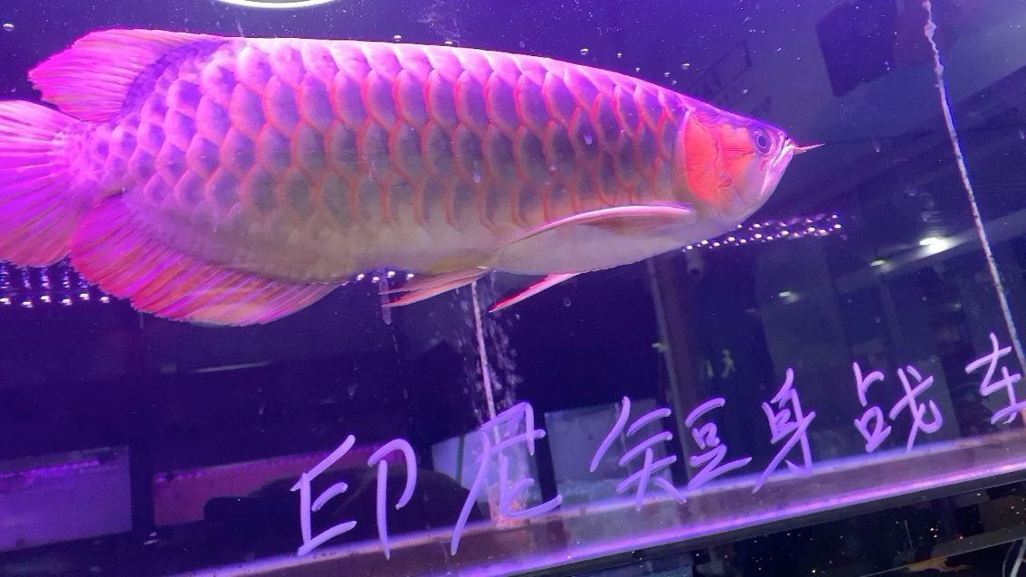 龍魚1號(hào) 觀賞魚論壇