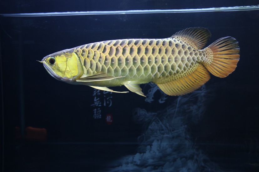 南長區(qū)姜繼芬水族店 全國水族館企業(yè)名錄