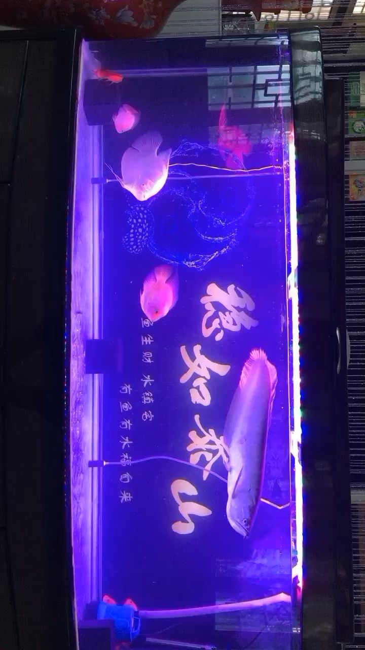 記仇的大龍，委屈的招財 觀賞魚論壇 第1張