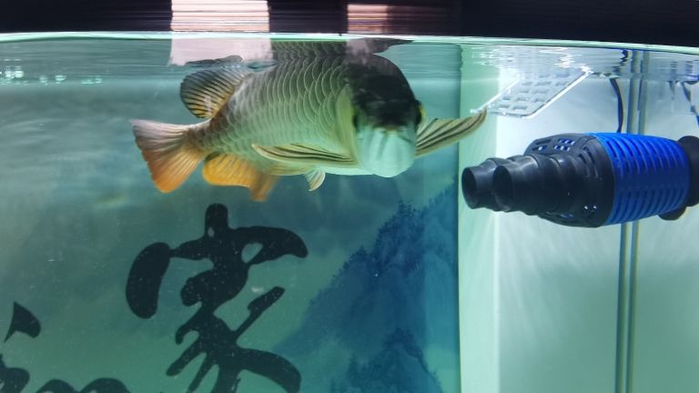 大家?guī)兔聪?，這條魚怎么樣？剛請的小龍 觀賞魚論壇 第4張