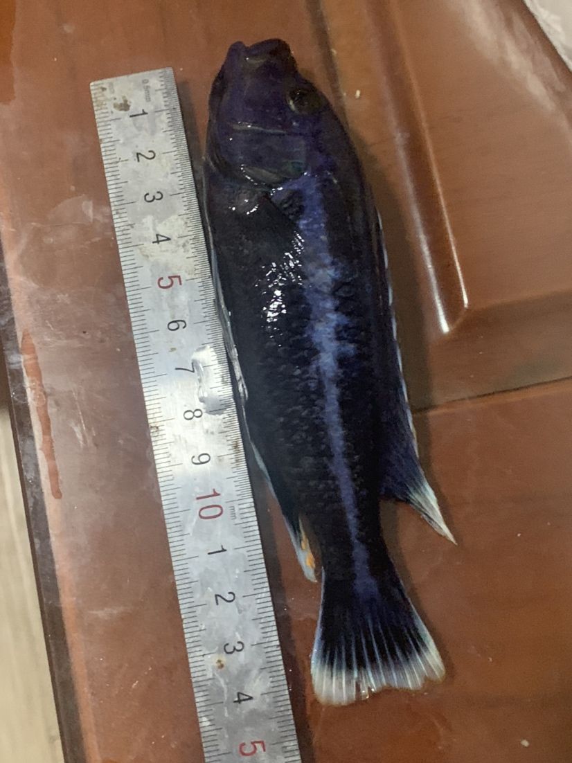 清洗魚(yú)缸用什么藥物(清洗魚(yú)缸用什么清潔劑) 廣州觀賞魚(yú)批發(fā)市場(chǎng)