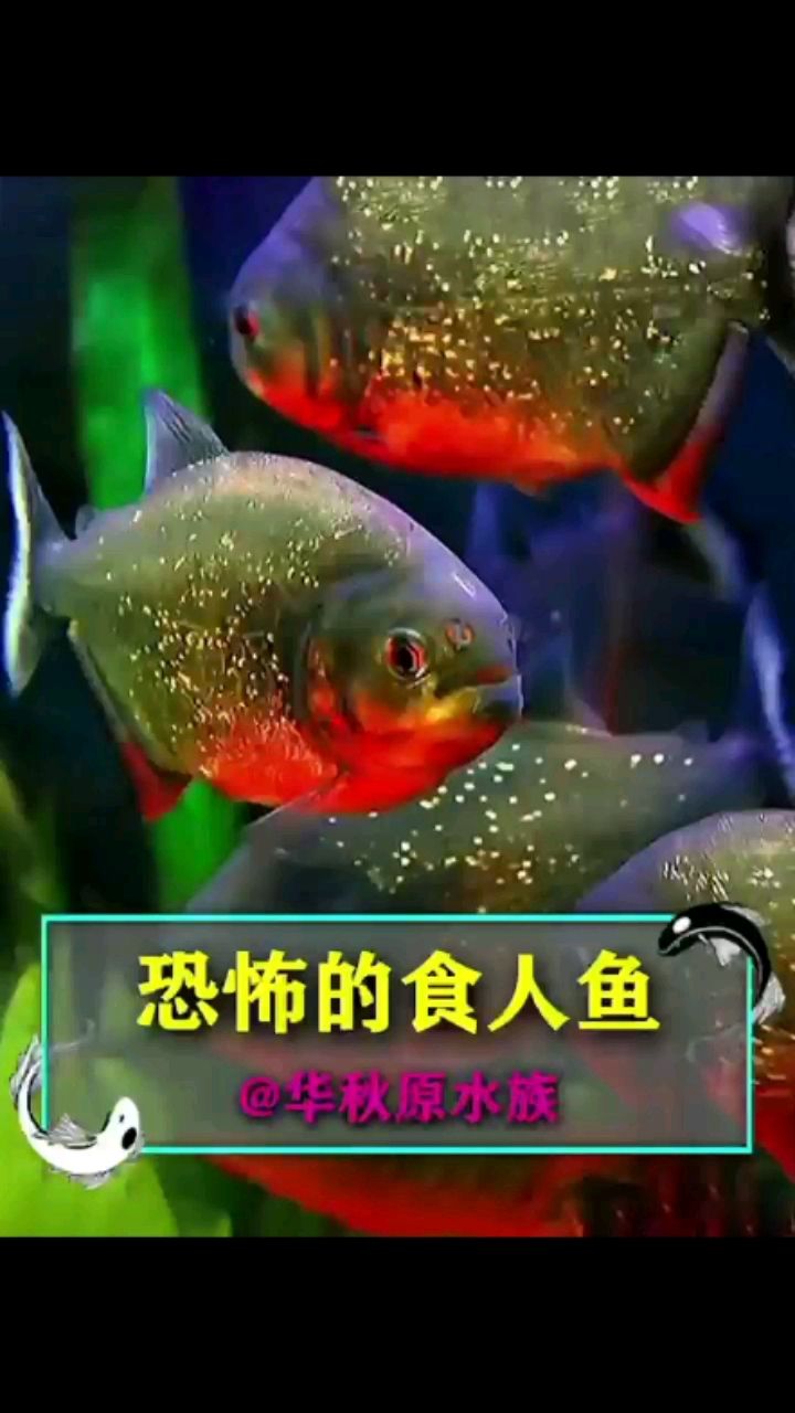 恐怖的食人魚 觀賞魚論壇