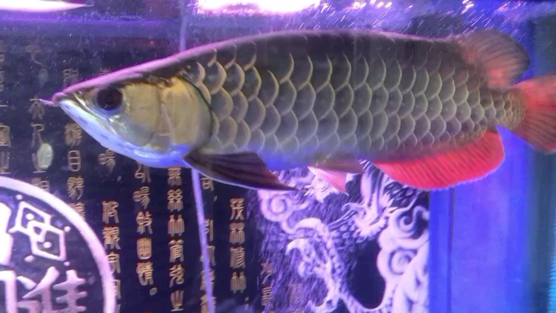 養(yǎng)了3年的寶石龍. 觀賞魚論壇 第1張