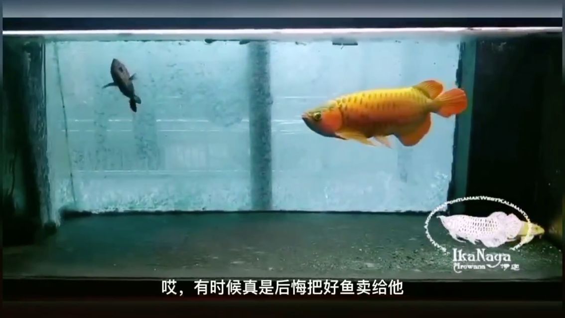 玩龍魚(yú)的三條心法 觀賞魚(yú)論壇