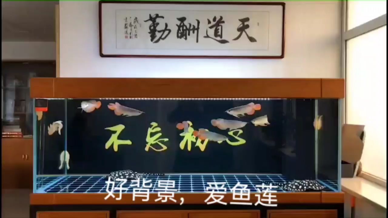 不忘初心，個性定制魚缸背景圖 觀賞魚論壇