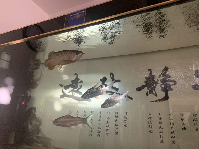 龍顛13年快樂！ 觀賞魚論壇 第2張