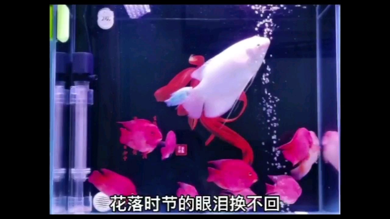 招財(cái)魚(yú)有點(diǎn)爛尾了，下了慶大霉素，狀態(tài)還是挺好的。 觀賞魚(yú)論壇 第1張