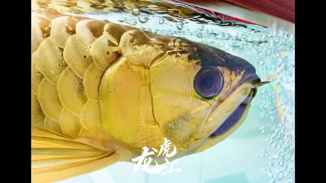 金龍魚除了金，還有一種特點(diǎn)還未詮釋到 觀賞魚論壇 第1張