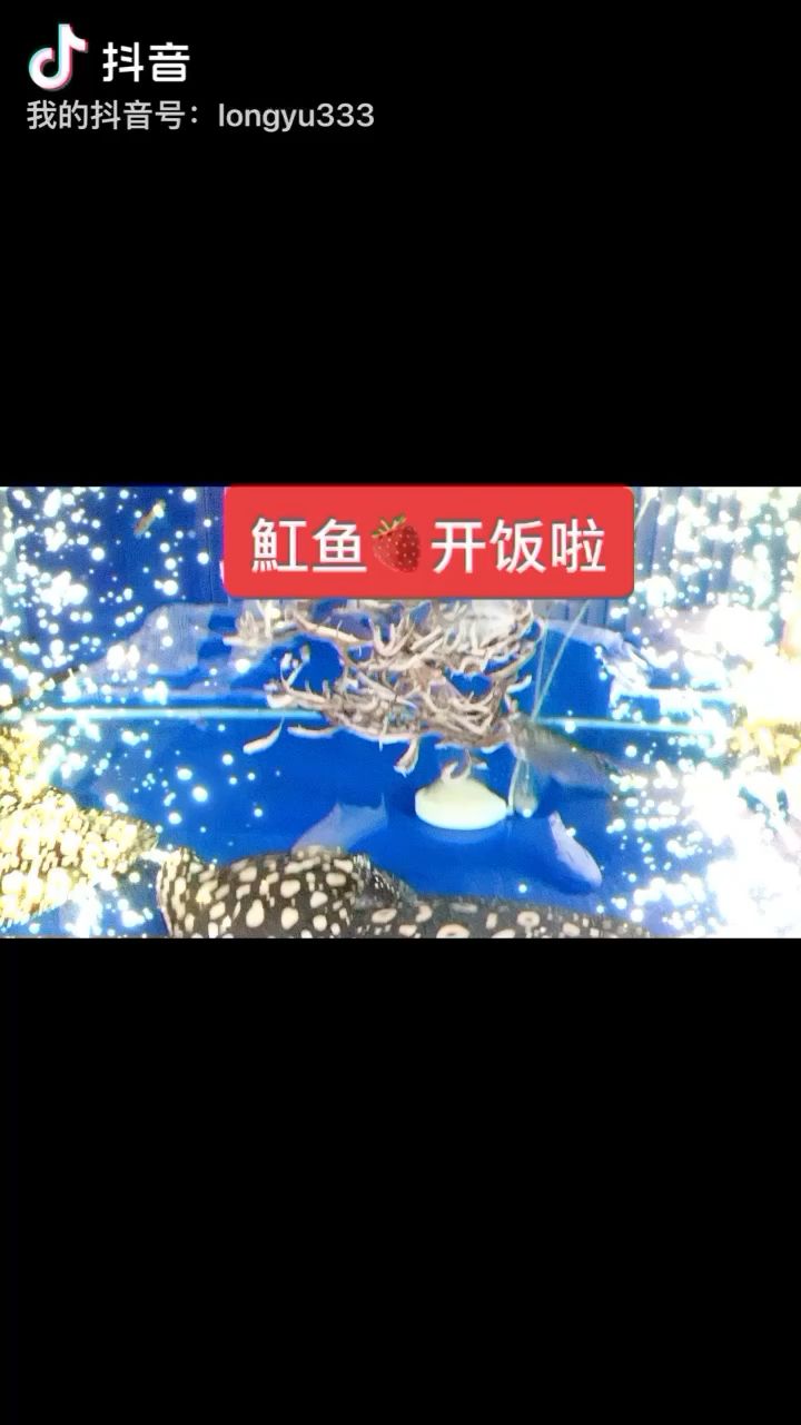 開飯啦！好水養(yǎng)好魚 觀賞魚論壇 第1張