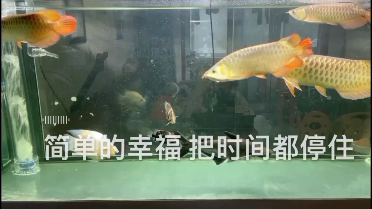 安穩(wěn) 觀賞魚(yú)論壇