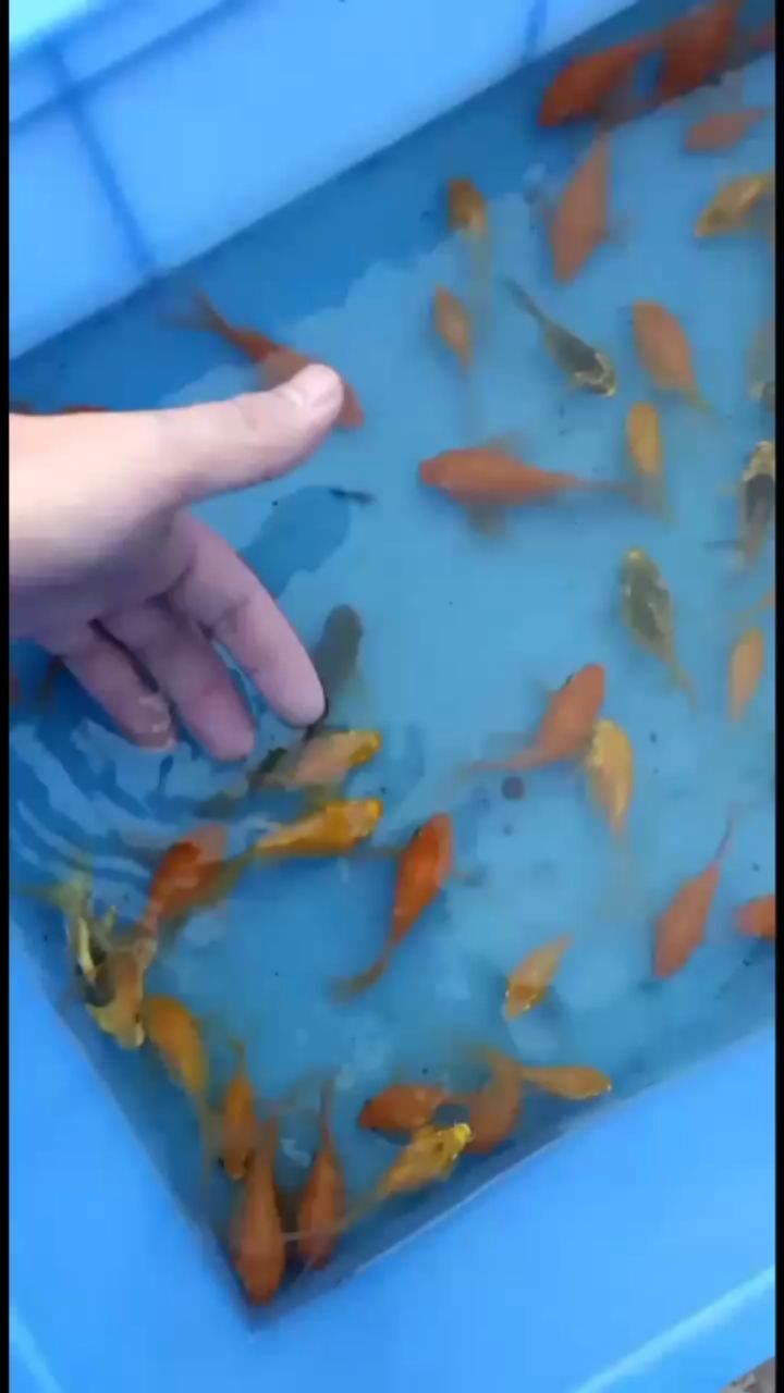 露天養(yǎng)魚分享 觀賞魚論壇