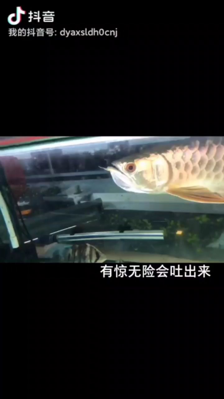 金龍魚誤食溫度計 觀賞魚論壇 第1張