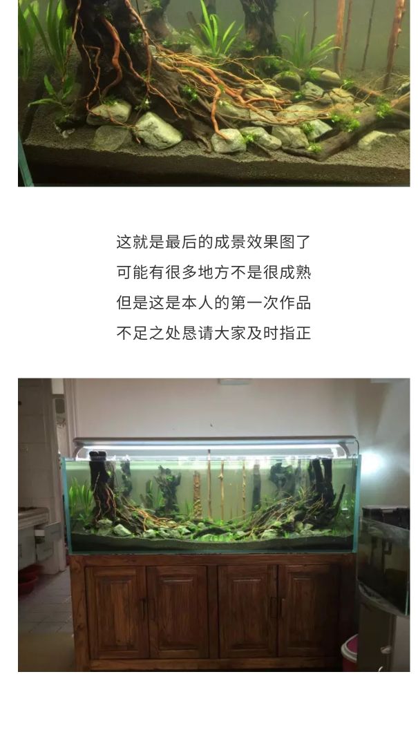 玩家素材多，霸氣開缸教程 觀賞魚論壇 第2張