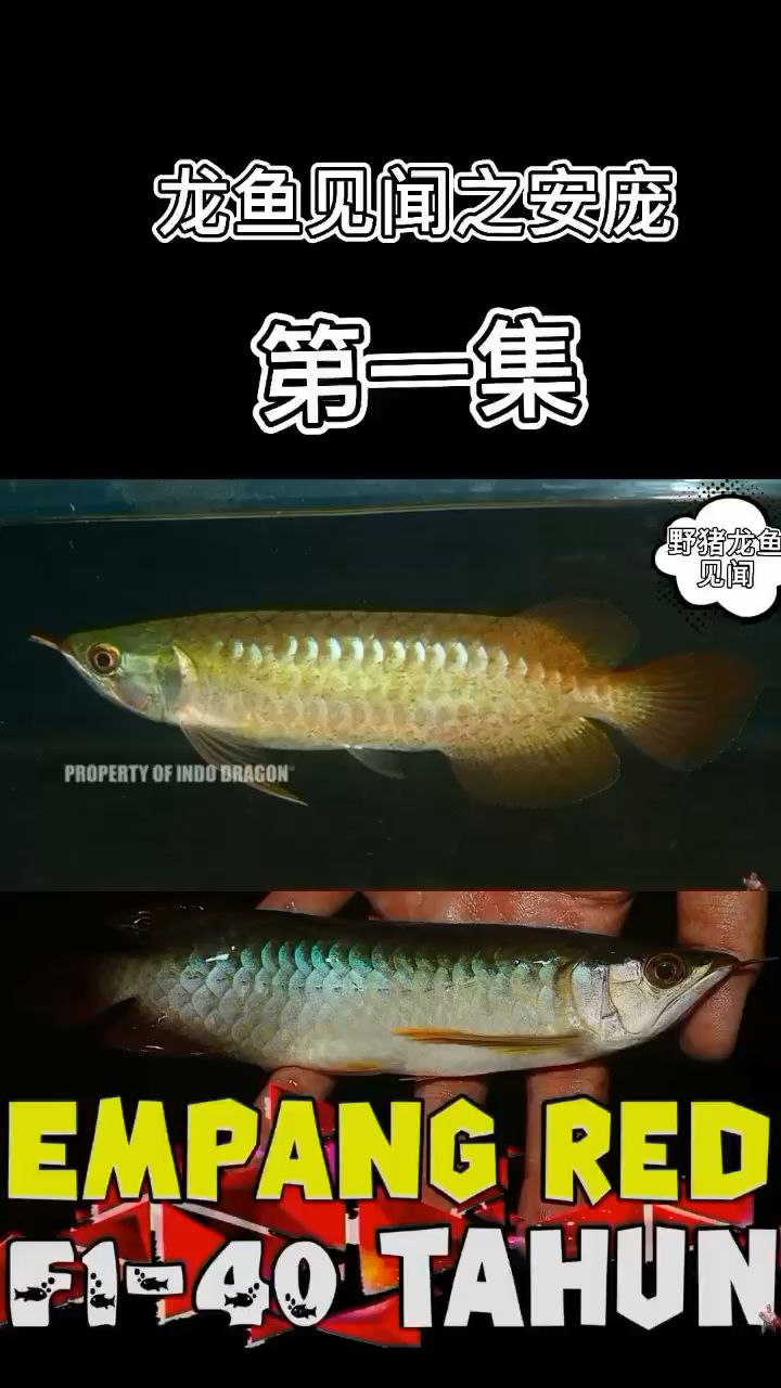 安 pang Pat2 觀賞魚論壇