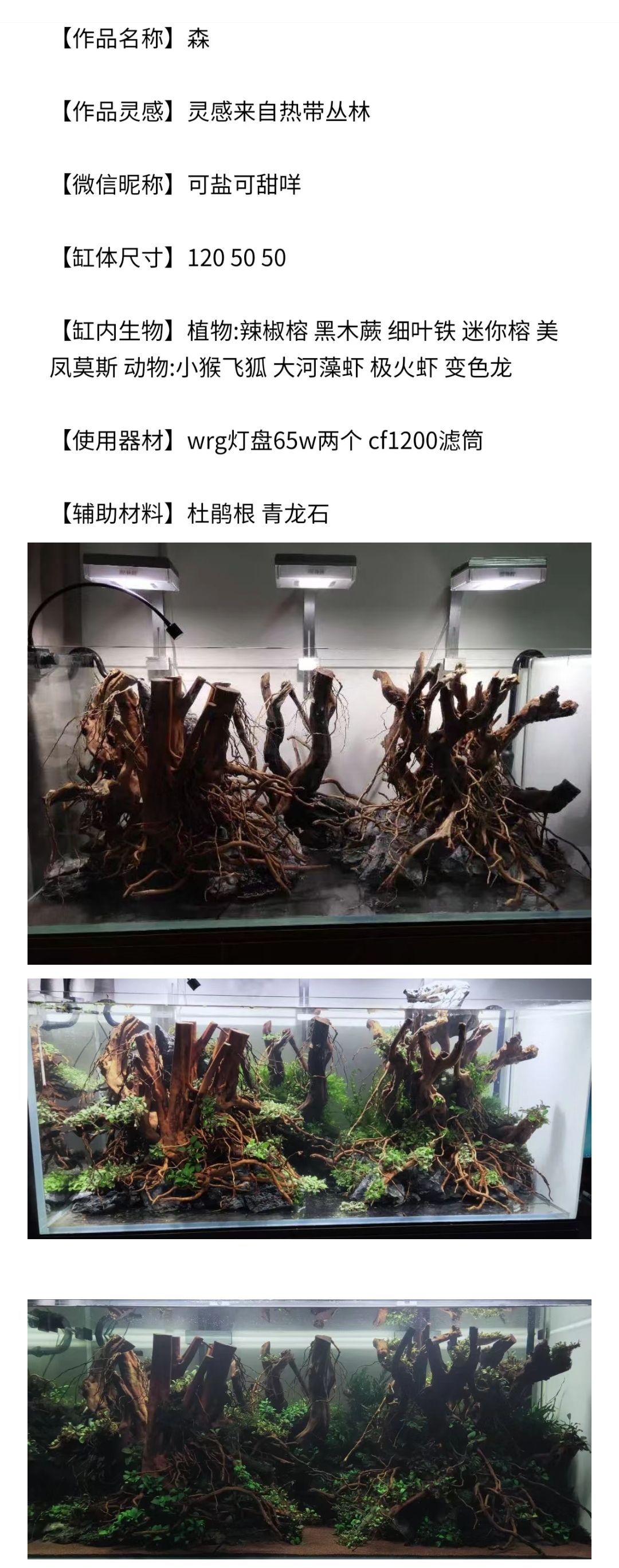 魚缸溫度顯示器怎么換（魚缸溫度顯示器怎么換燈泡） 黃金斑馬魚