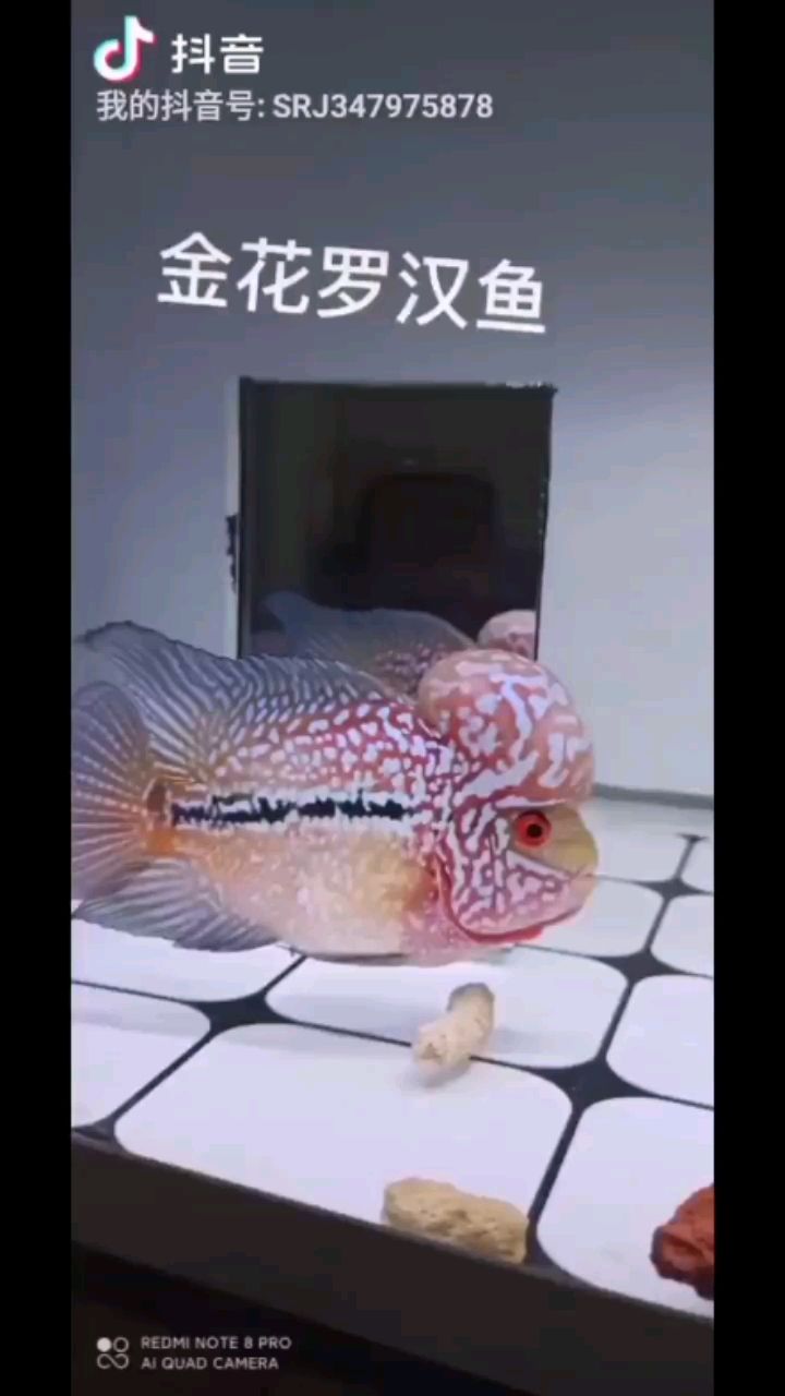 第三條金花羅漢魚到家時(shí) 觀賞魚論壇