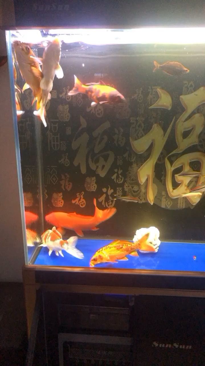 夏天太兇了 觀賞魚論壇