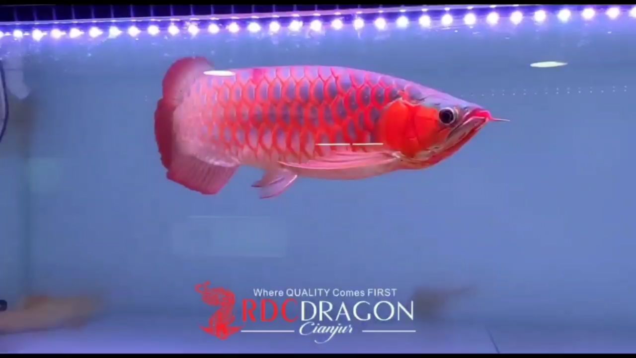 金華定做魚缸多少錢一套價(jià)格（ 金華定做魚缸多少錢一套價(jià)格） 紅老虎魚