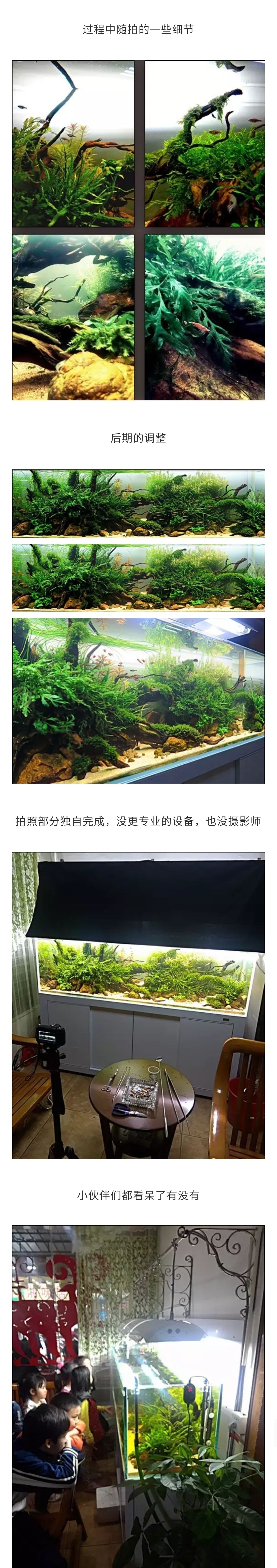 《草長(zhǎng)鶯飛》冠軍作品造景過(guò)程分享 觀賞魚論壇 第2張